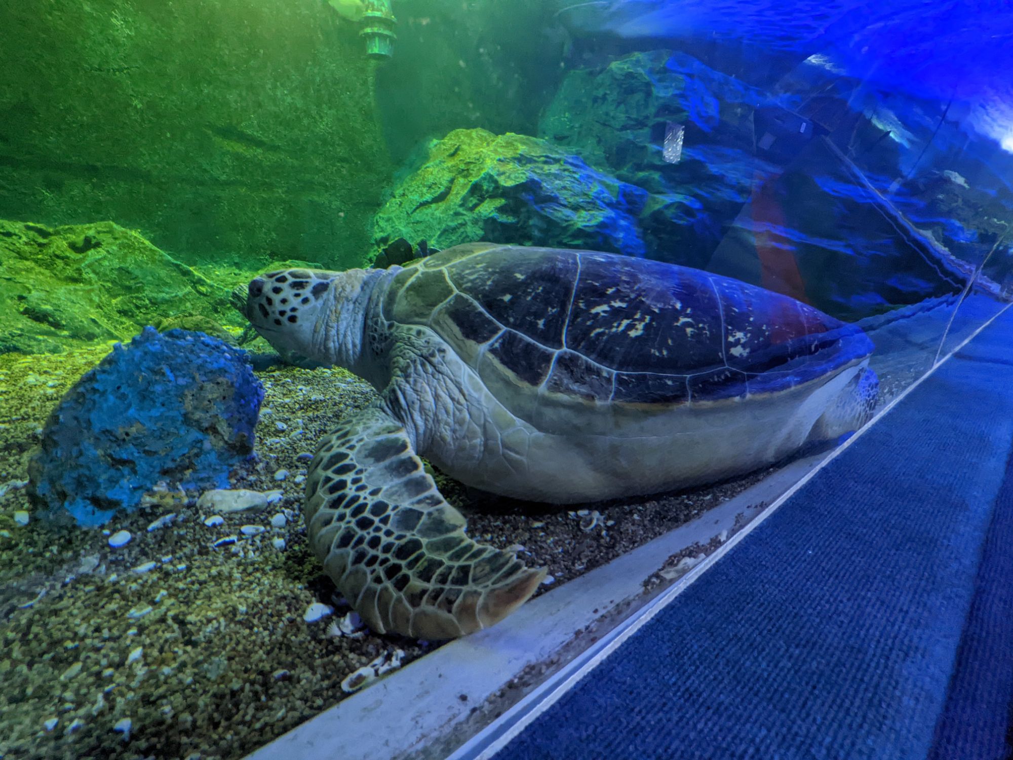 チェンマイ水族館のウミガメ