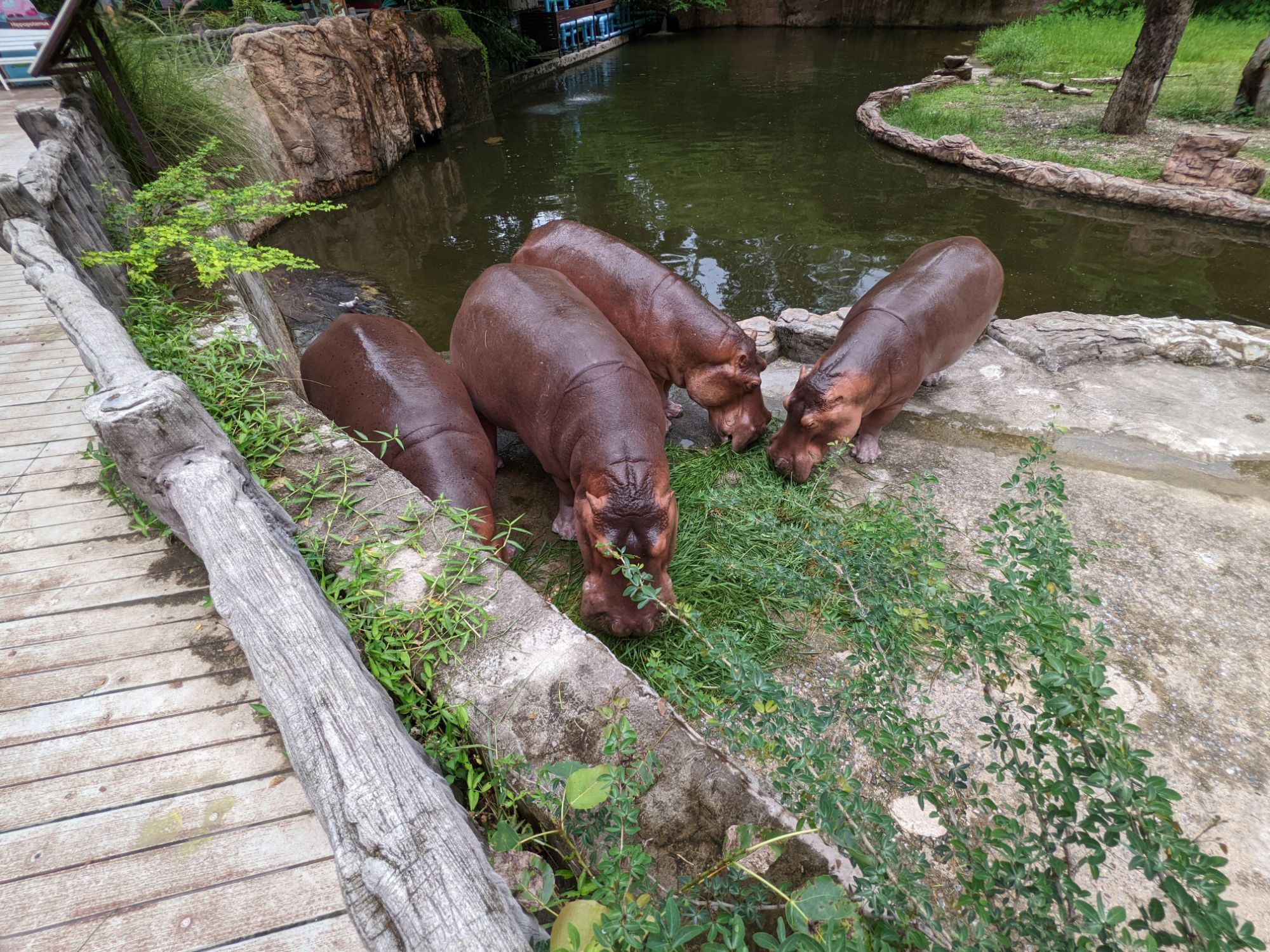 チェンマイ動物園のカバ