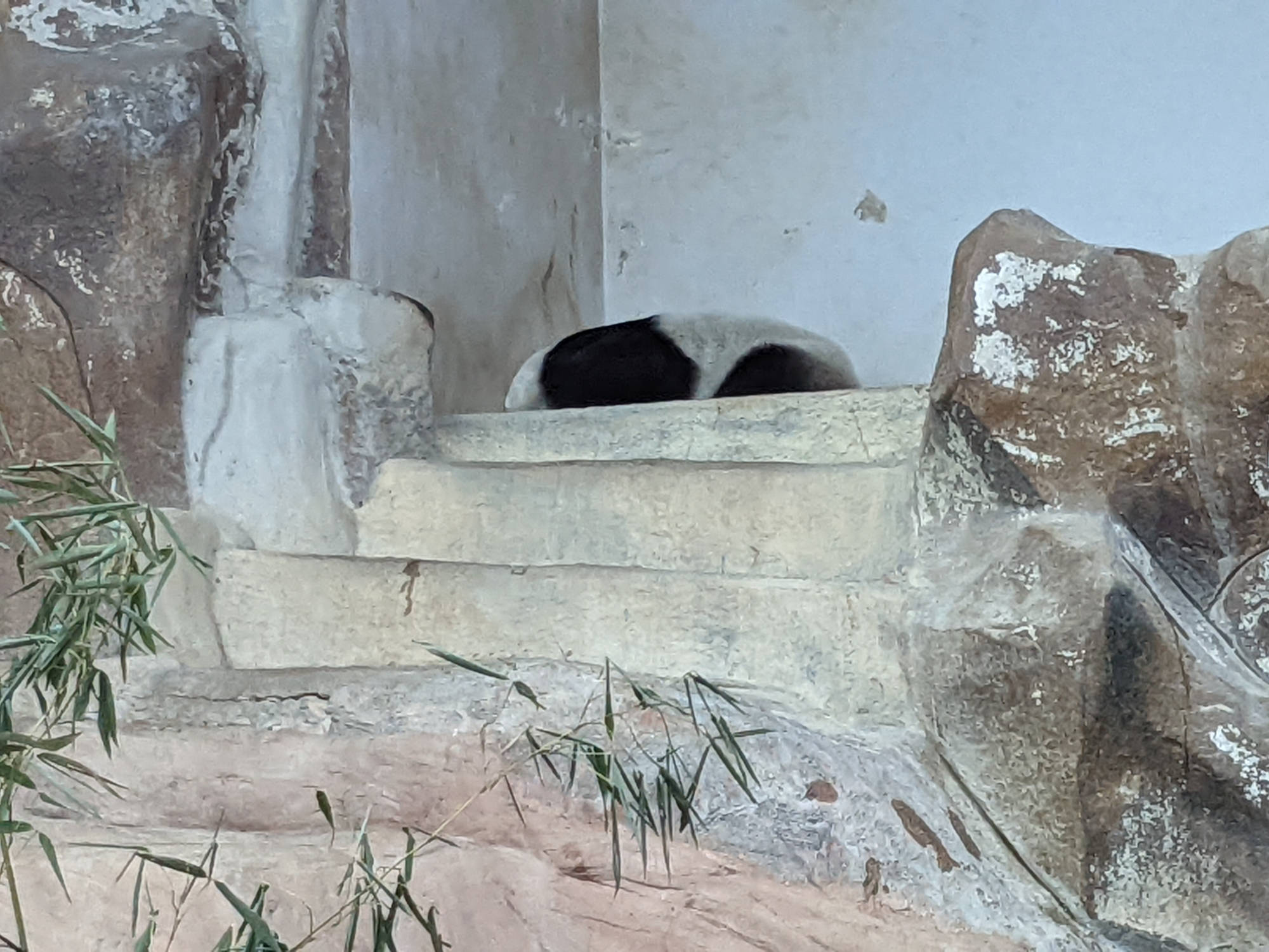 チェンマイ動物園のパンダ